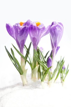 匹克的番紅花在雪中