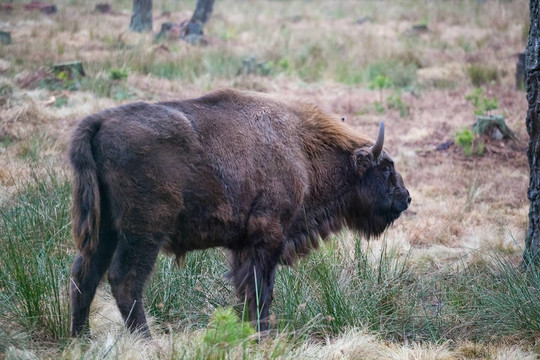 野牛（Bison bonasus）在國家公園belovezhsky茂密的森林的野性