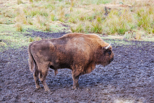 野牛（Bison bonasus）在國家公園belovezhsky茂密的森林的野性