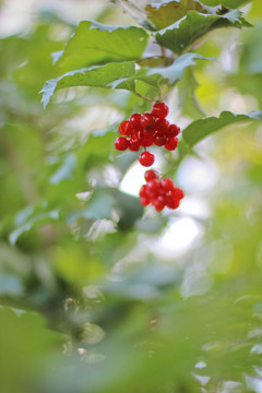 紅色的果莢
