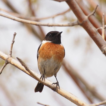 黑喉鴝；Saxicola torquata
