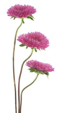 中國紫菀