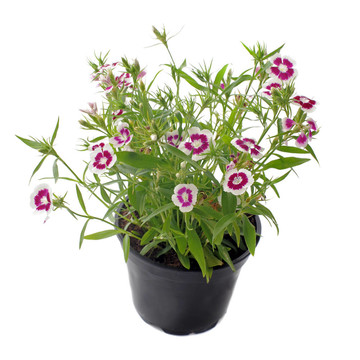 法國萬壽菊；Tagetes patula