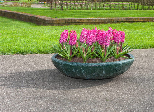 花卉種植