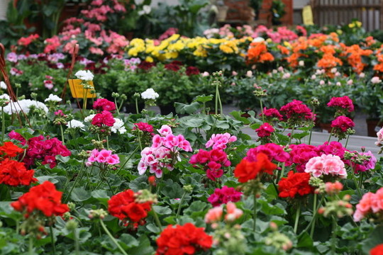 在冬季花園溫室的花瓶Geraniums
