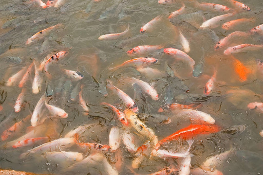 學(xué)校豐富多彩的錦鯉魚表面的瘋狂
