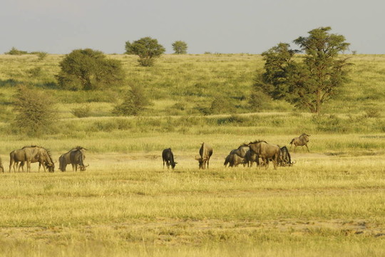 blouwildebeest放牧