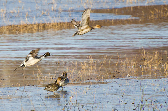 北方針尾鴨以飛行關(guān)水