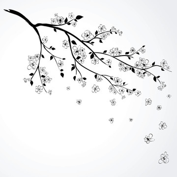 日本櫻花開花枝