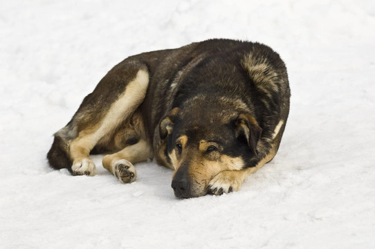 狗在雪上睡覺