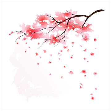日本櫻花樹