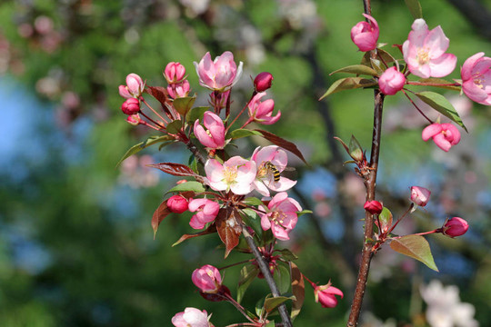 蜜蜂在海棠花