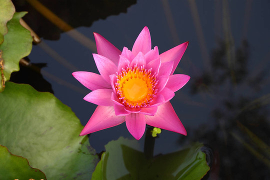 粉紅色蓮花與黃色中心在陰暗池塘。
