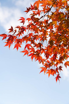 楓葉和藍(lán)天