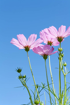 粉紅色的宇宙花與芽