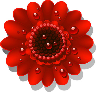 美麗的紅Gerber Daisy