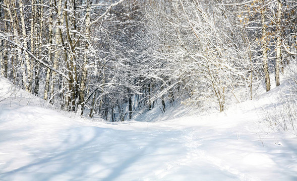 四月雪的森林