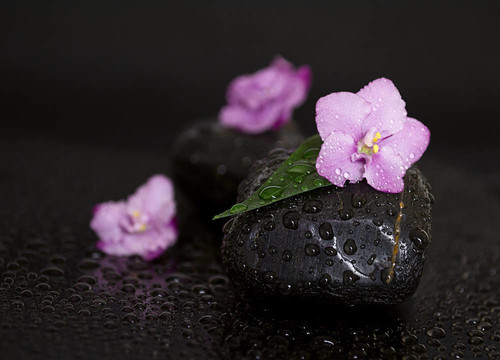 黑色的石頭葉子；花和水滴在黑色的背景。