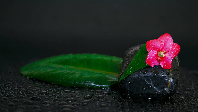 黑色的石頭葉子；花和水滴在黑色的背景