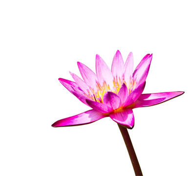白底粉紅蓮花
