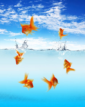 游泳金魚和金錢符號