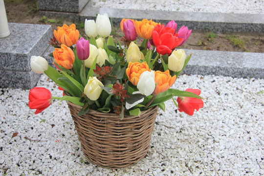 郁金香花束花籃