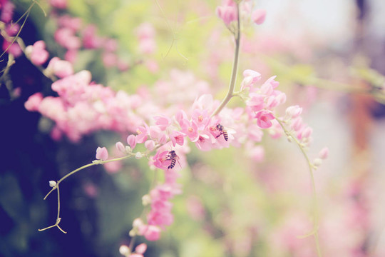 粉紅花與蜜蜂