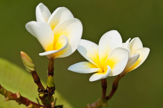 雞蛋花，雞蛋花；