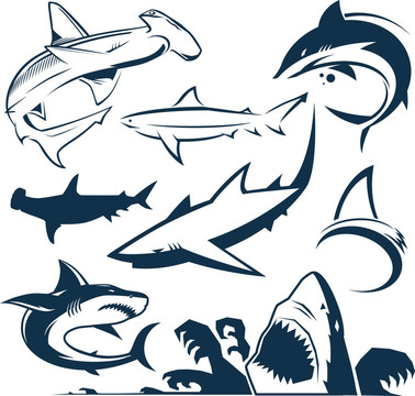 鯊魚(yú)的收集