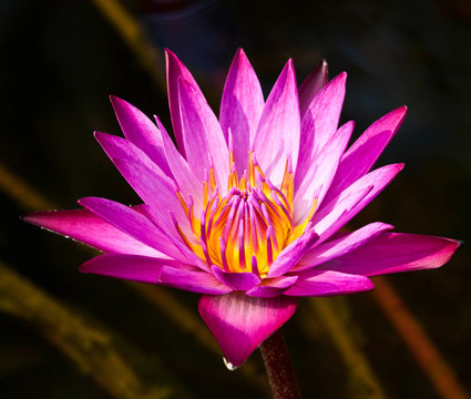 河上的蓮花