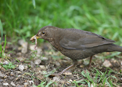 女性的黑鳥(niǎo)