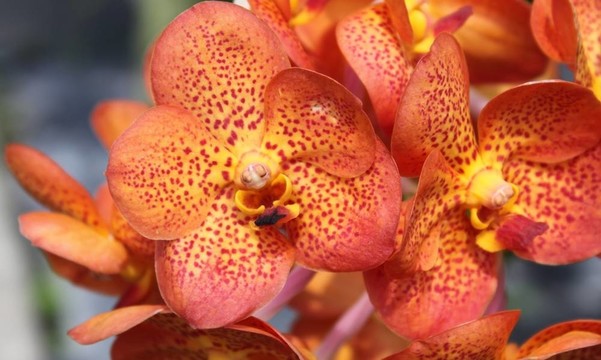 蘭花