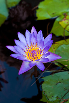 河上的蓮花