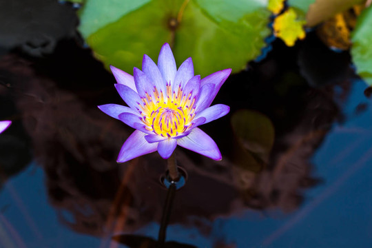 河上的蓮花