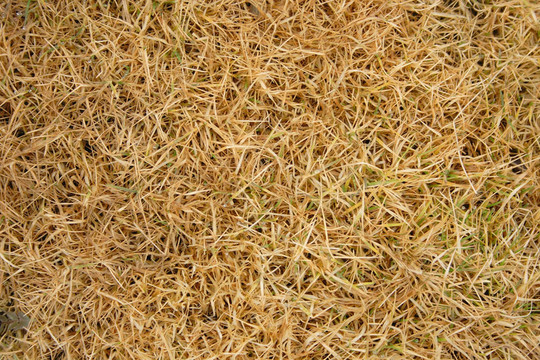 Agrostis stolonifera在冬季