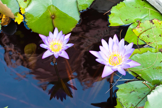 河上的蓮花