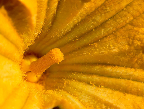 特寫南瓜花里面