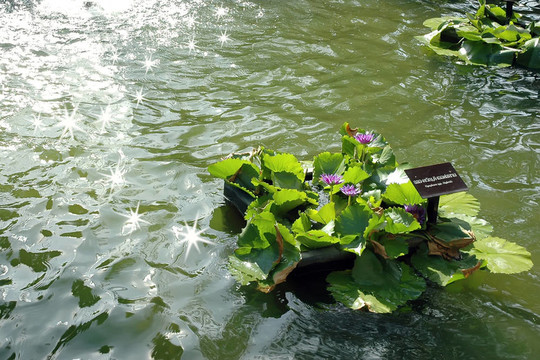 蓮花