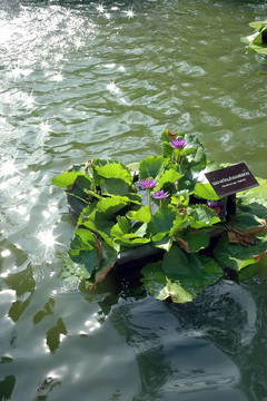 蓮花
