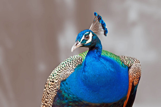 bird_indian peafowl_pavo cristatus_close up_isolat