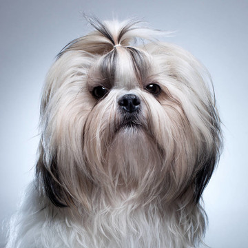 西施犬