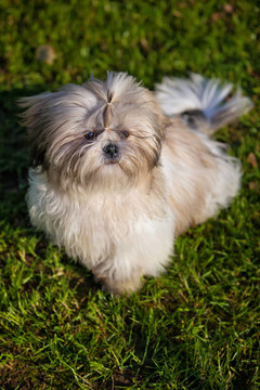 西施犬