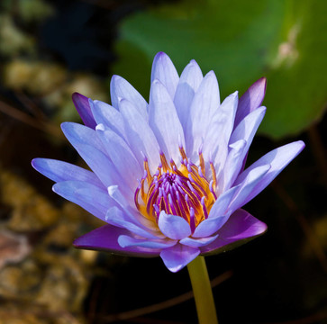 河上的蓮花