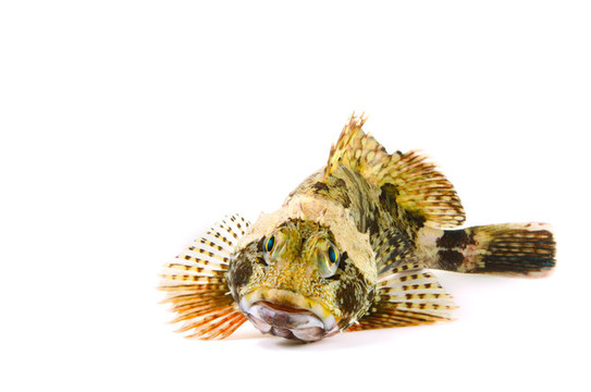 蝎子魚