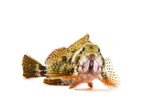 蝎子魚