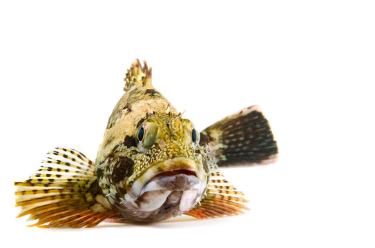 蝎子魚