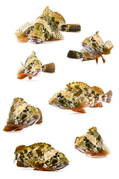 蝎子魚