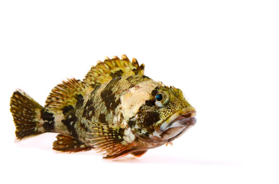 蝎子魚