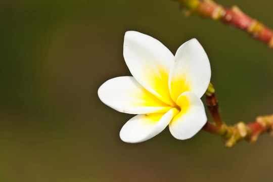 雞蛋花，雞蛋花；