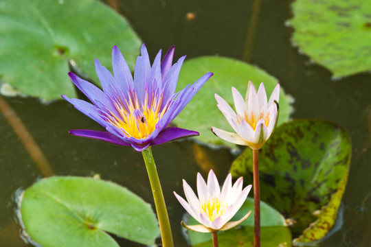 河上的蓮花